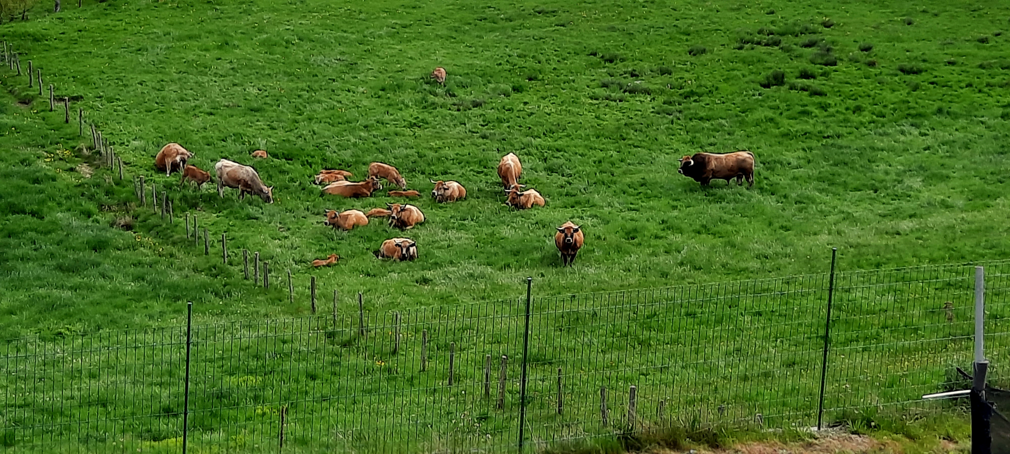 Les voisines : vaches Aubrac