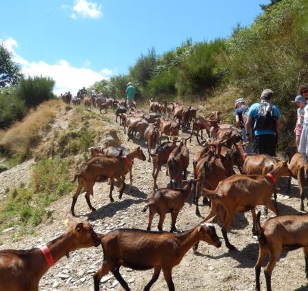 Chevrerie des Felges 1