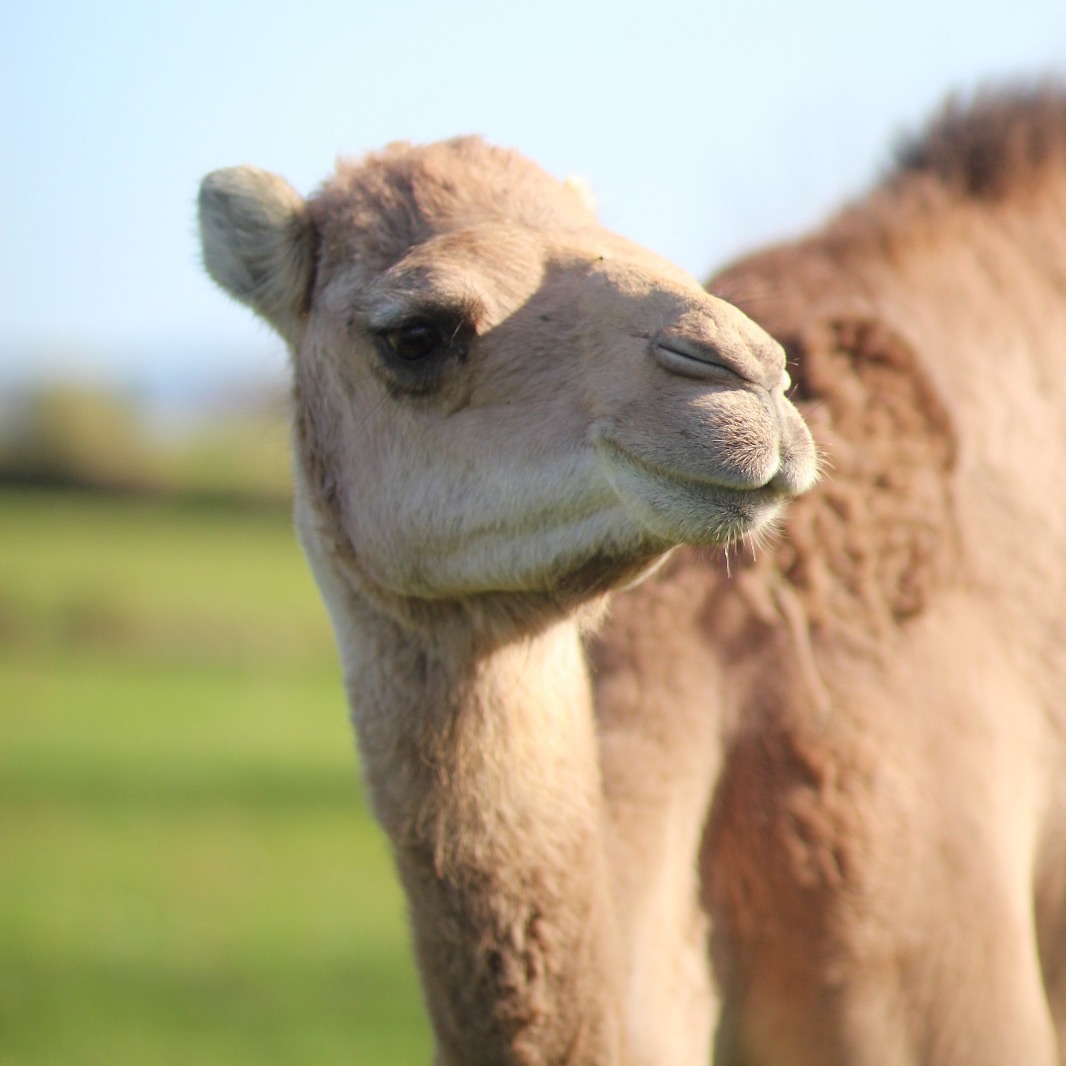 Dromazère - La ferme aux dromadaires