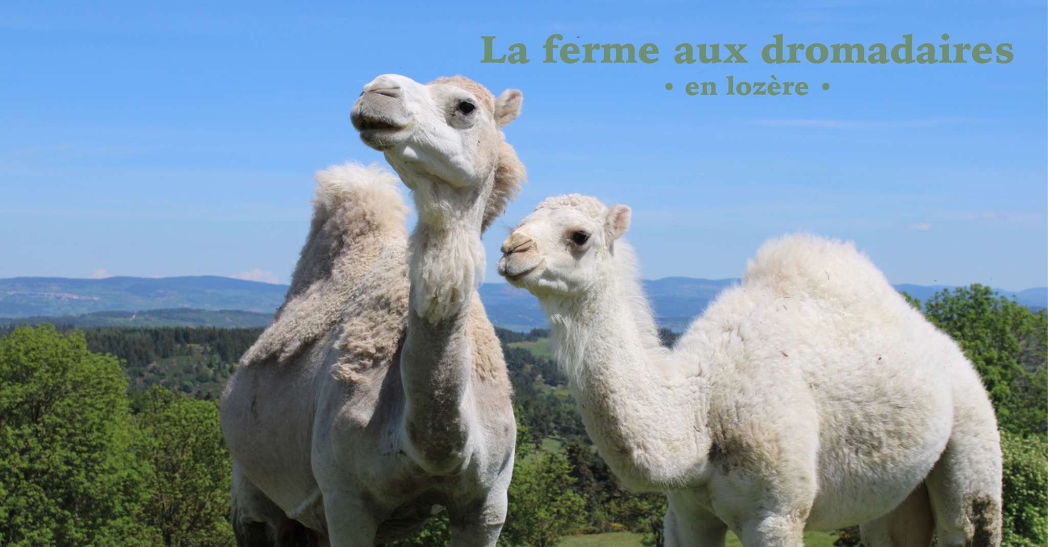 Dromazère - La ferme aux dromadaires