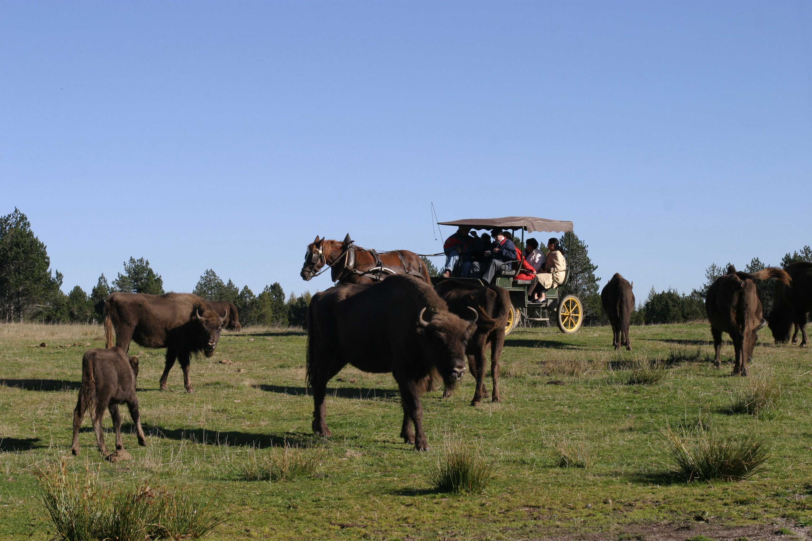 RESERVE DES BISONS D'EUROPE SAINTEEULALIE Lozère Tourisme