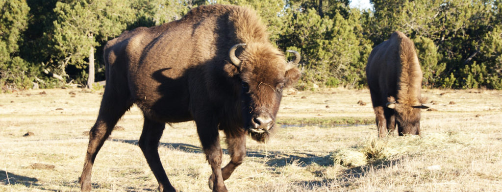  O Réserve des-bisons-d-Europe-à-35mn-