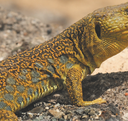 Reptile
