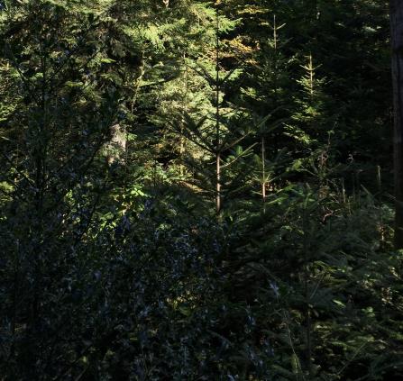foret-compressee