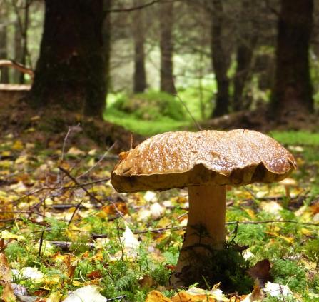 Initiation à la mycologie