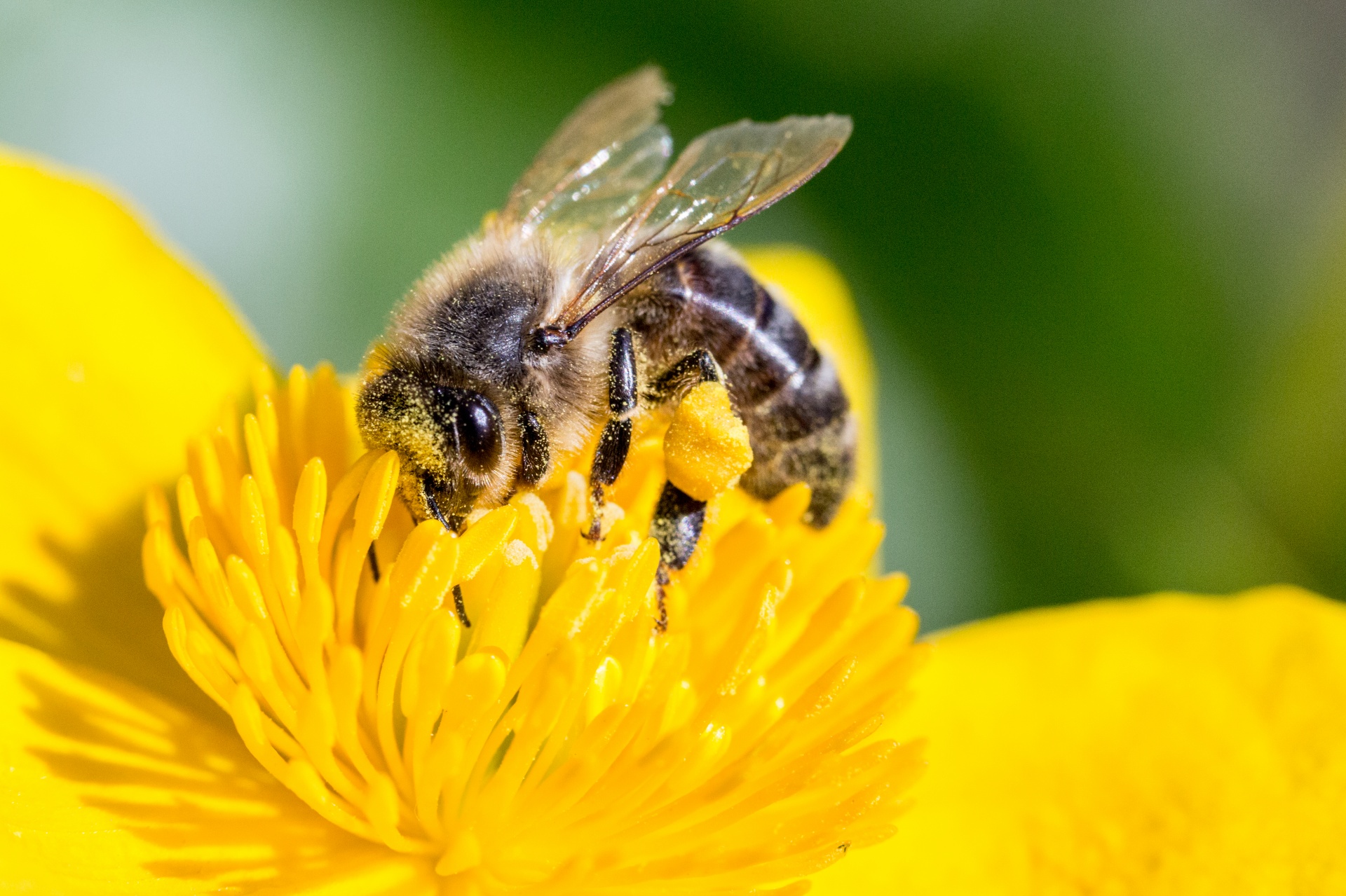 Miel & abeilles