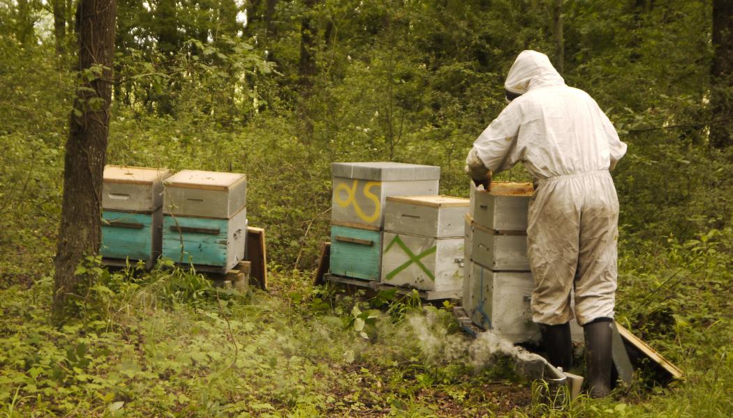 La récolte au chasse abeilles