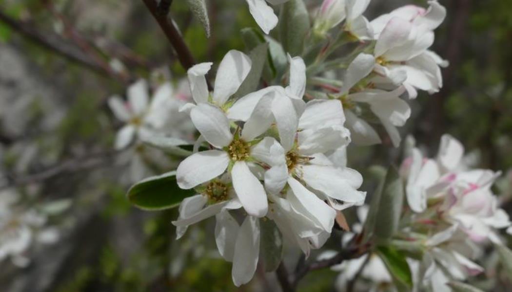 L'amelanchier_2