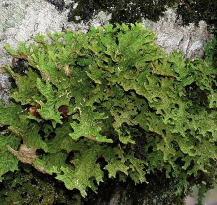 Lobaria