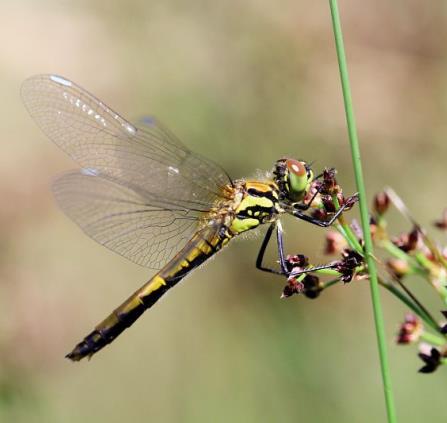 Sympétrum noir (Sympetrum danae)