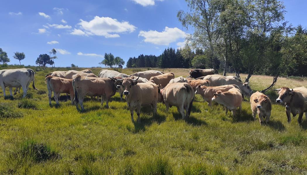Vaches de la ferme des Moulins 