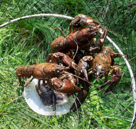 Pêche aux écrevisses