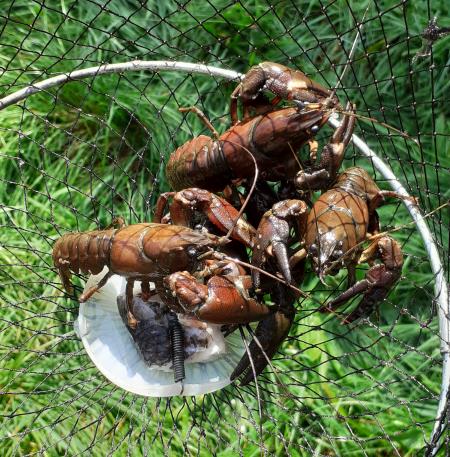 Pêche aux écrevisses