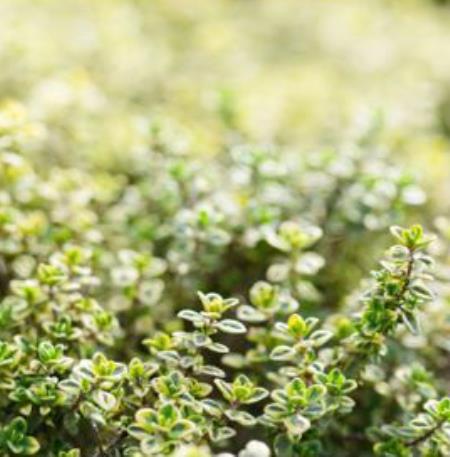 PLANTES SAUVAGES COMESTIBLES