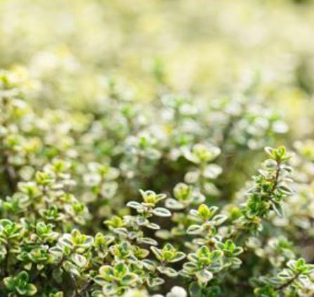 PLANTES SAUVAGES COMESTIBLES