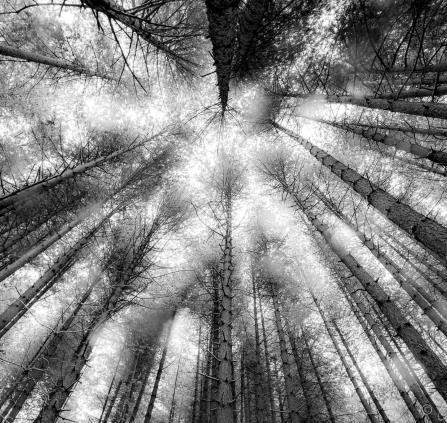 regard nature