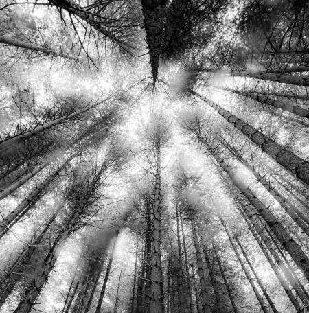 regard nature