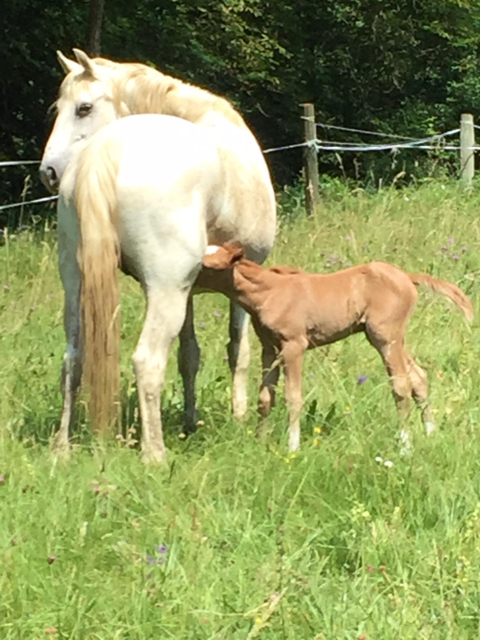 CLUB HIPPIQUE DU GEVAUDAN - photo 2