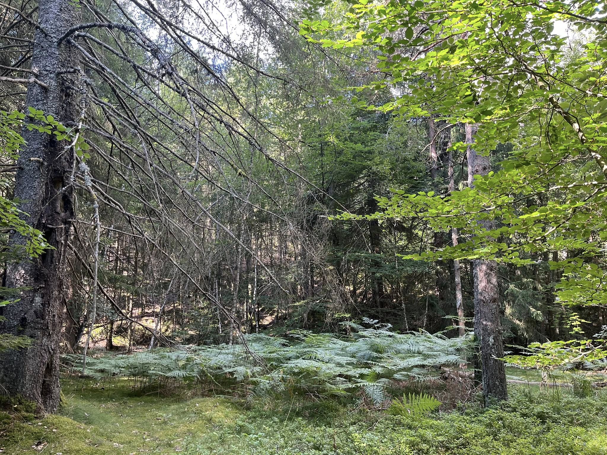 PRINTEMPS DES SENS - SÉJOUR OUÏE ET ODORAT