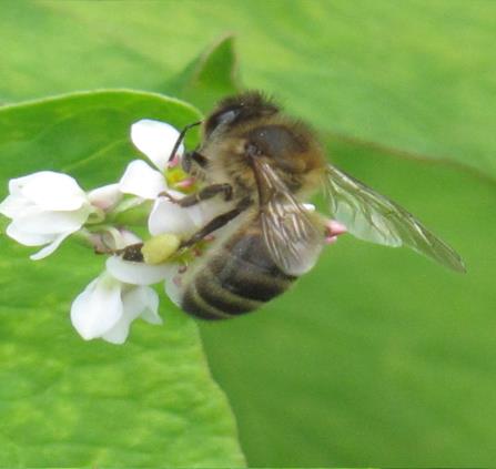 ABEILLE NOIRE SUR SARRASIN