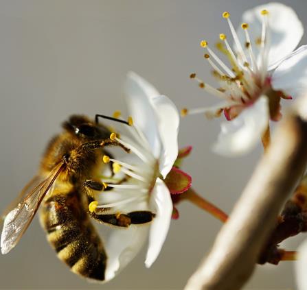 Abeille-PixabayLauraKuhn