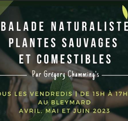 Balade_naturaliste_plantes