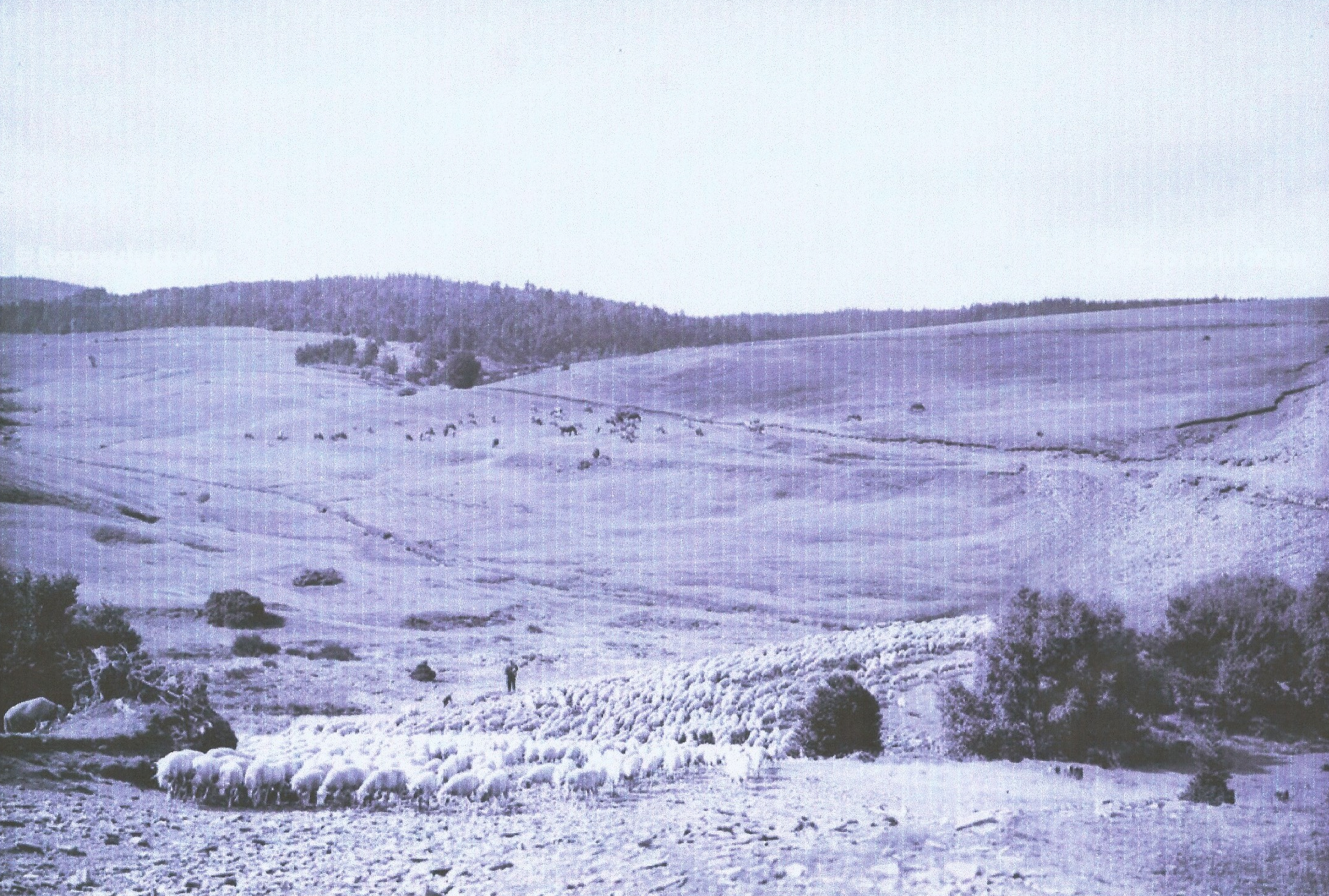 BALADE ANIMÉE - MERCOIRE D'AUTREFOIS, PAYS DE TRANSHUMANCE — visuel événement