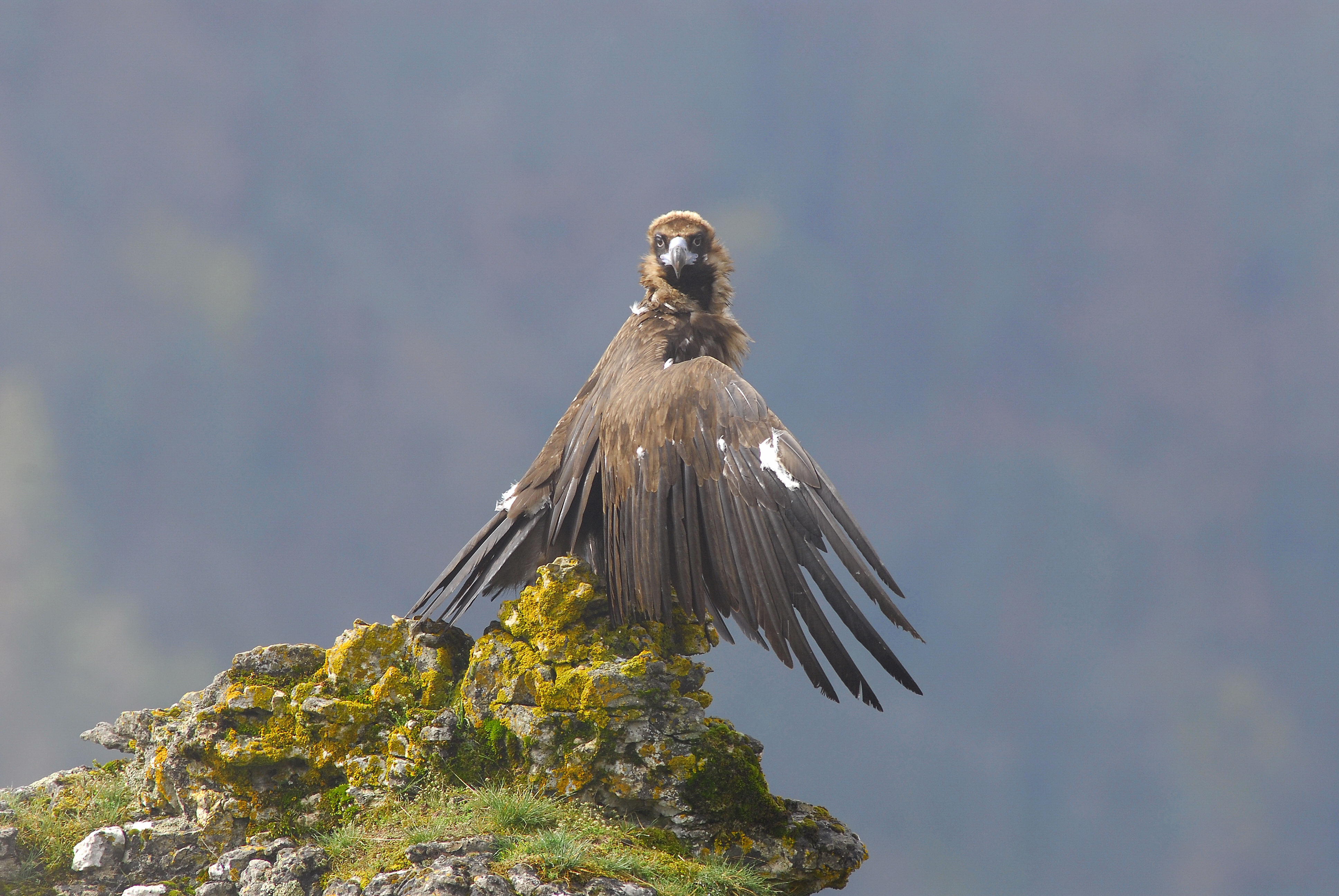MAISON DES VAUTOURS - photo 2