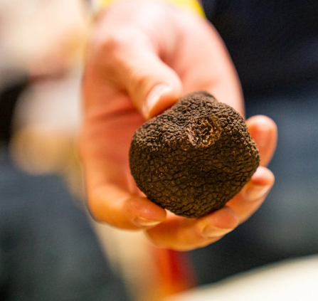 Truffe Lozère
