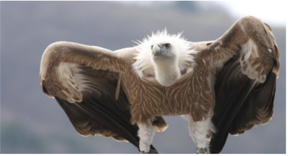 SORTIES NATURE "LES VAUTOURS, ET AUTRES RAPACES DES GORGES"
