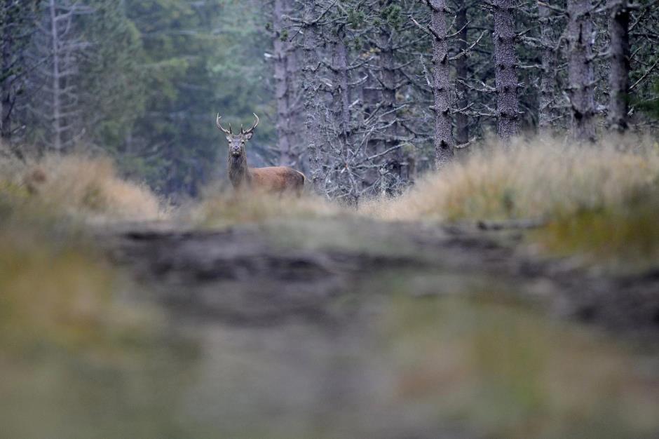 Cerf 