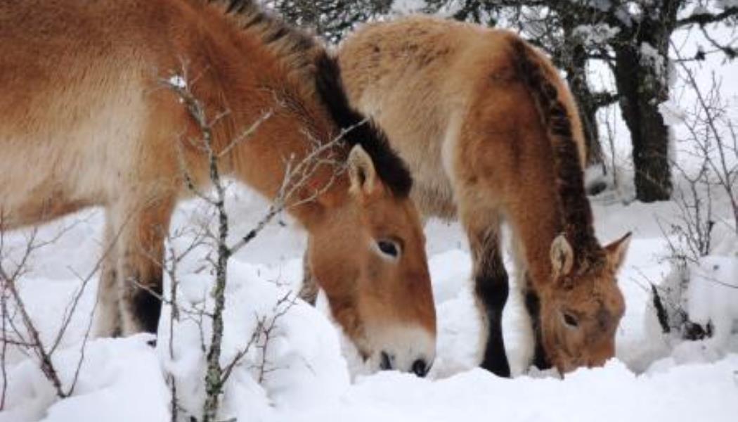 Sous la neige les chevaux de Przeswalski cherchent leur ration alimentaire