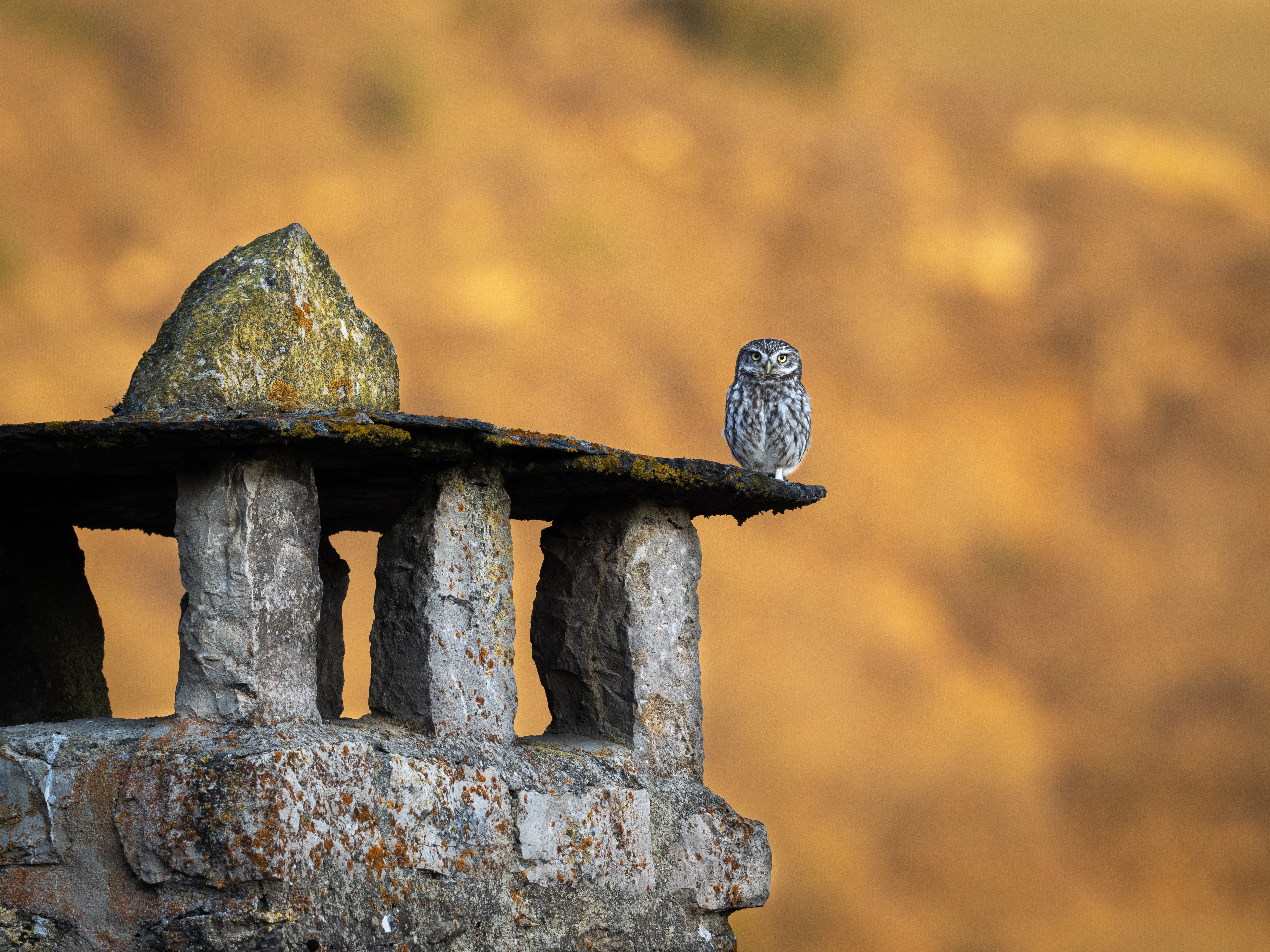 EXPOSITION PHOTOS - LOZÈRE, DANS L'INTIMITÉ DE LA VIE SAUVAGE, Langogne - photo 2