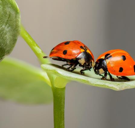 Coccinelles-PixabayRonberg