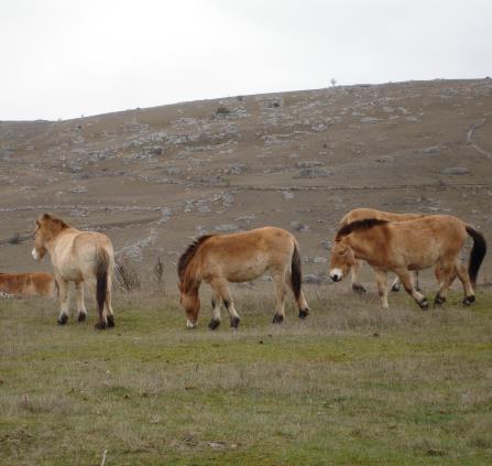 Chevaux de Przewalski