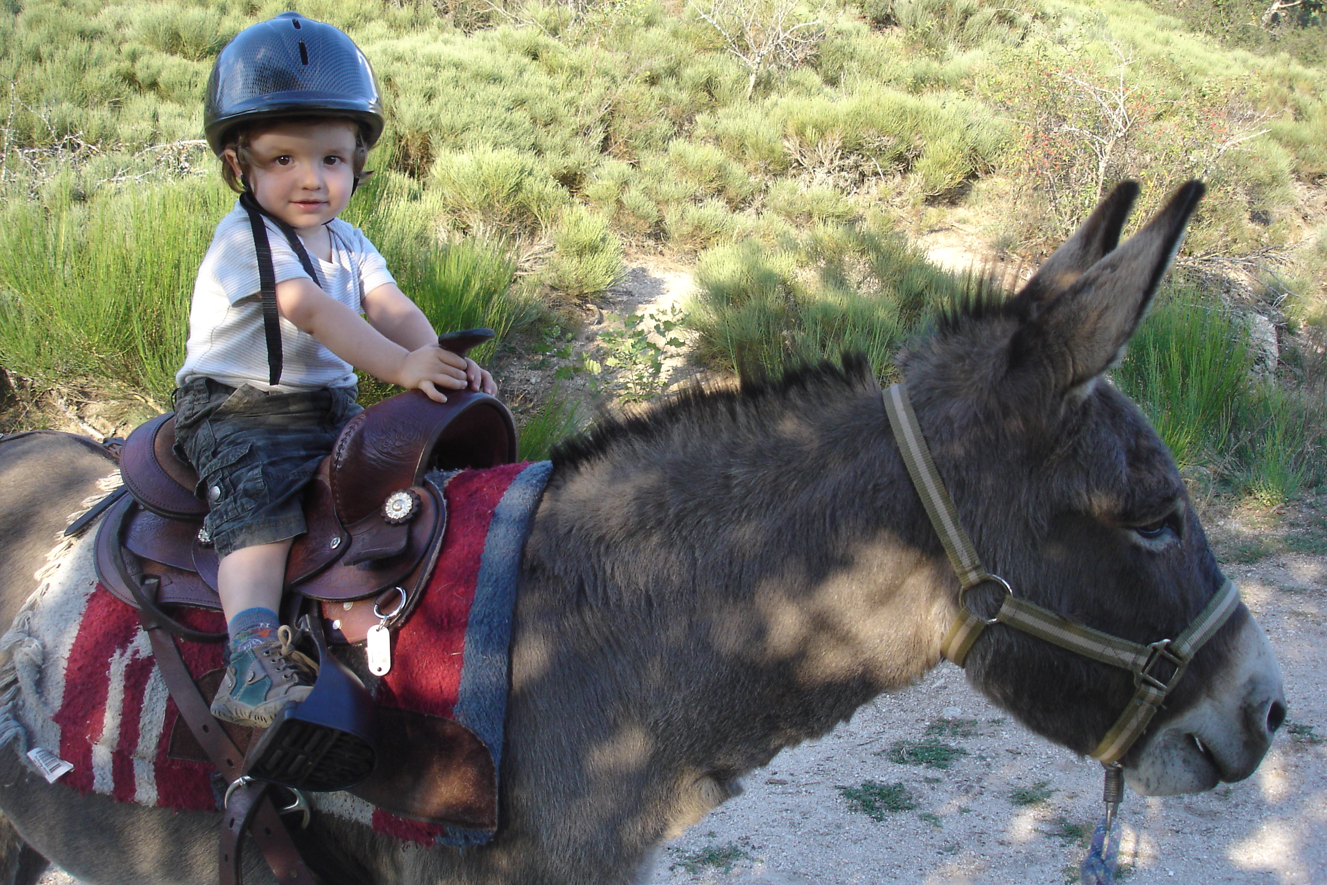 FERME EQUESTRE DU MAZEL, Antrenas - photo 8