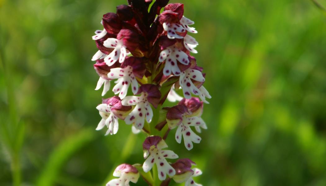Orchidée sauvage du Mont Lozère