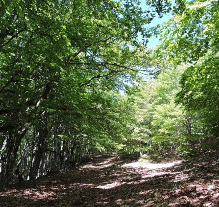 La forêt de l'Aigoual