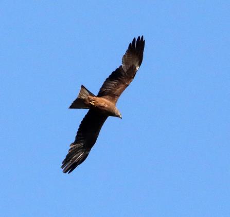 Découverte des rapaces