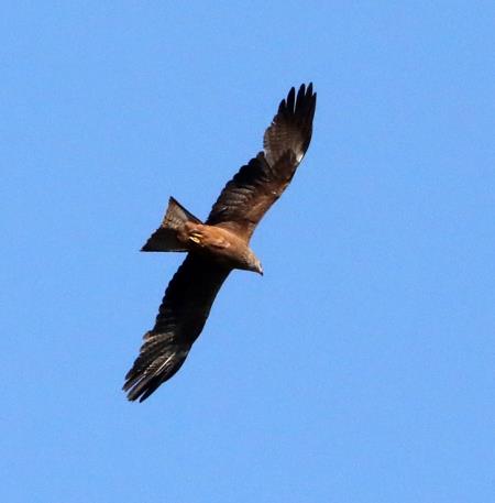 Découverte des rapaces