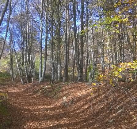 Le chemin d'Esfagoux