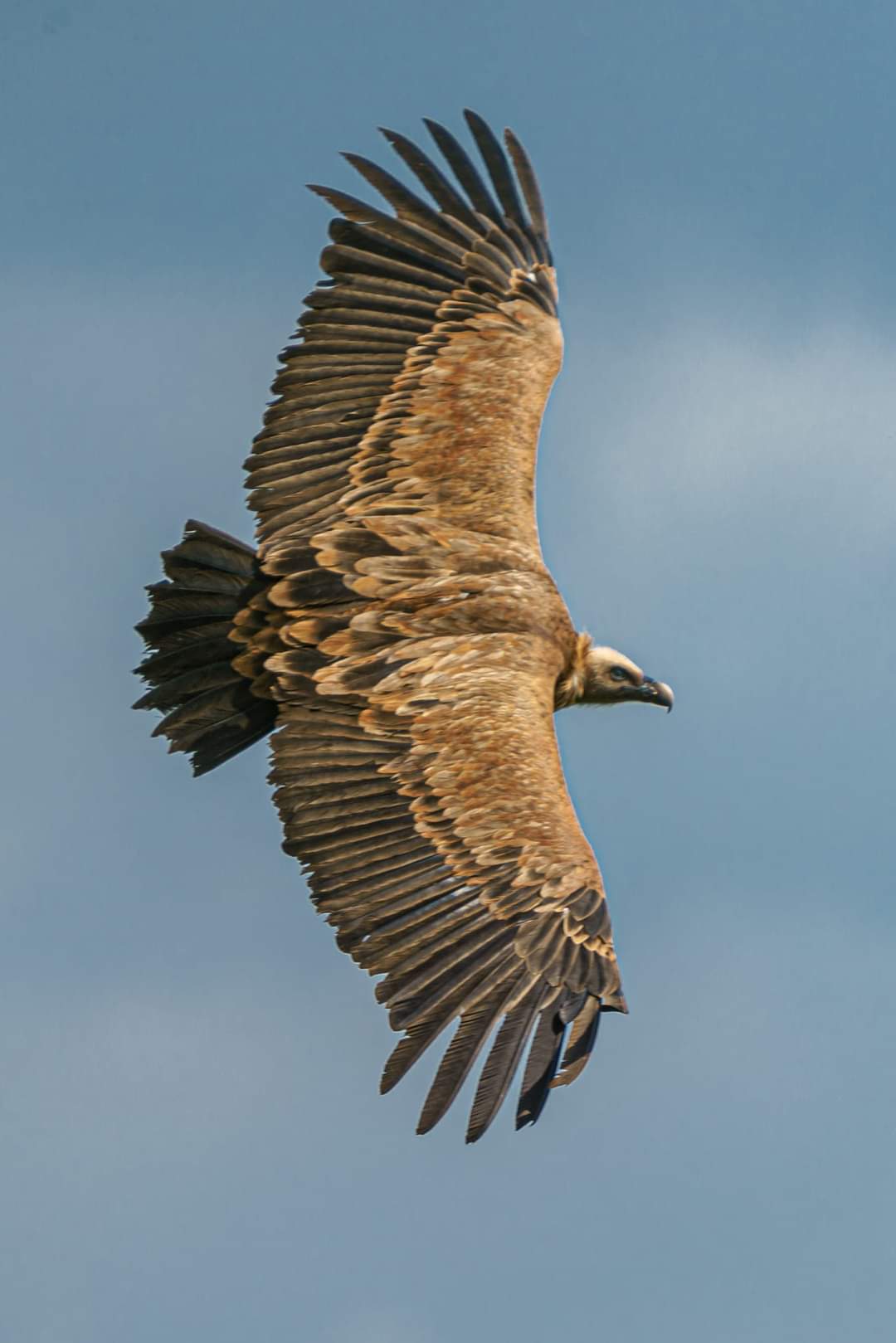 LA CABANE AU FOND DU JARDIN, Massegros Causses Gorges - photo 18