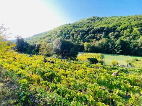 FESTIVAL DE LA RANDONNÉE : PATRIMOINE ET RENOUVEAU DE LA VITICULTURE EN VALLÉE FRANÇAISE — visuel événement