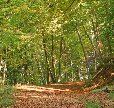 Forêt