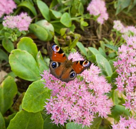 Papillon