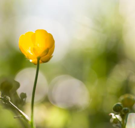 Fleurs - Lozère - 1er juin 2019 - HD-8