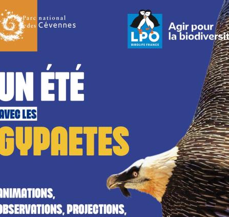 Gypaetes