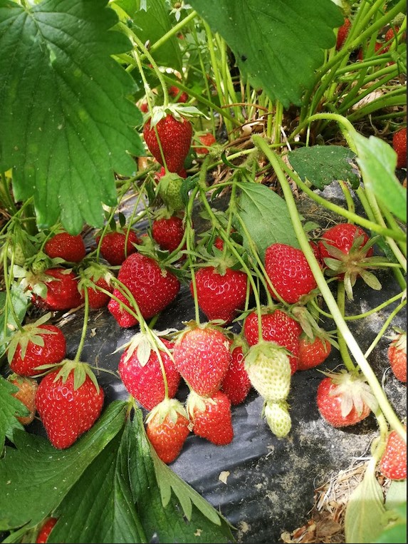 LES FRUITS ROUGES DE LA COSTE, Saint-Germain-du-Teil - photo 8
