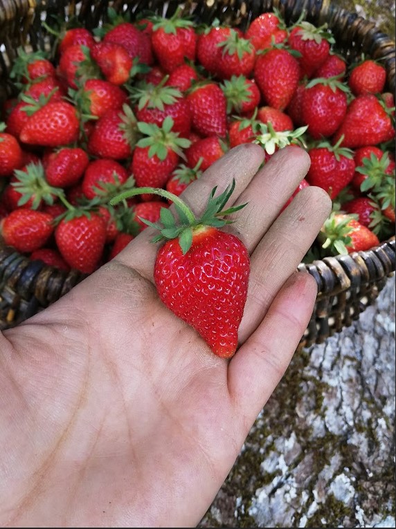 LES FRUITS ROUGES DE LA COSTE, Saint-Germain-du-Teil - photo 11
