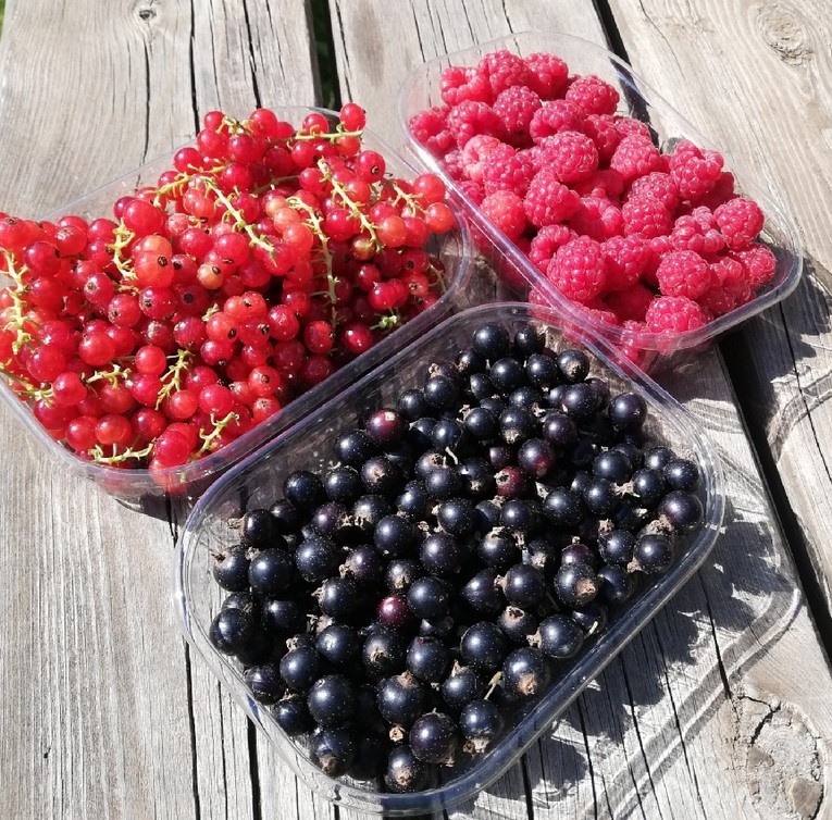 LES FRUITS ROUGES DE LA COSTE - photo 3